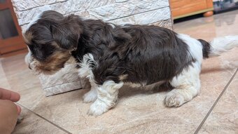 Yorkshire terrier - 4