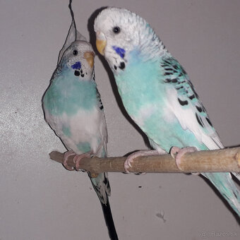 predám andulky a zebričky - 4