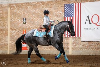 Pripúšťanie American Quarter Horse - 4
