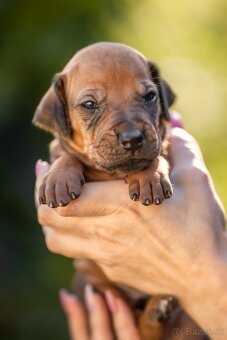 Rhodesian ridgeback steniatka s PP - 4