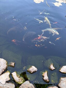 Japonské butterfly koi kapre - 4