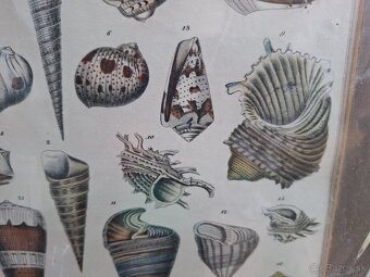 Predám starý obraz Farebná litografia Škeble a lastury 24 € - 4