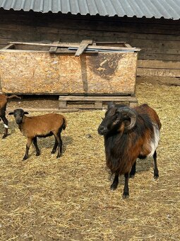 jahniatka kamerunskej ovce - 4