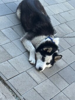 Sibírsky husky - 4