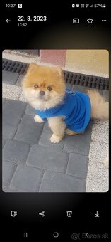 Nemecký trpaslíci špic-pomeranian - 4