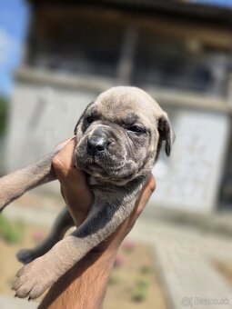 Cane corso šteniatka - 4