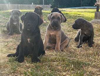 Cane corso šteniatka - 4