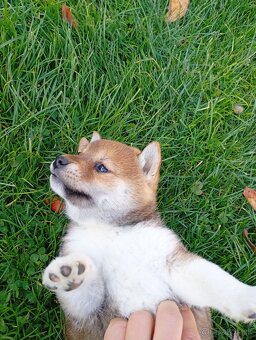 Shiba Inú s PP Fci - 4