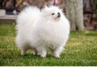 Pomeranian fenka - 4