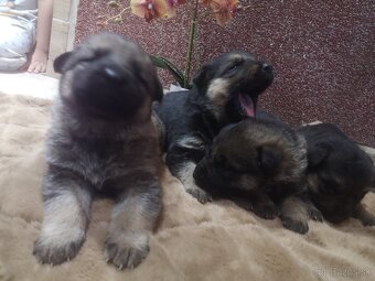 nemecky ovčiak šteniatka - 4