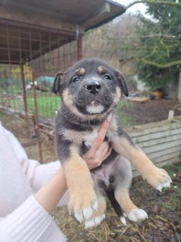 Ponúkam steniatka - 4