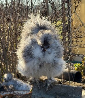 USA-hodvabničky - 4