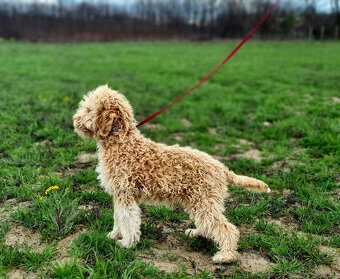 Lagotto Romagnolo steniatko s PP papiermi - 4