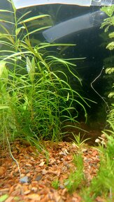 Akvarijné rastlinky - 4