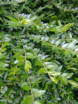 Lonicer nitida - 4