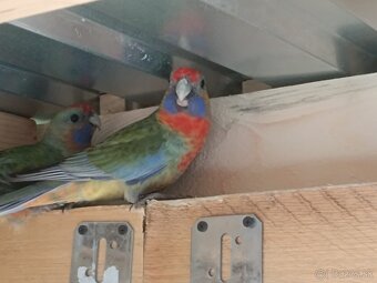 Rozela Adelaidská - 4