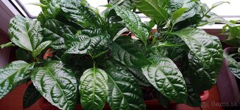 Maracuja Passiflora edulis (mučenka) - 4