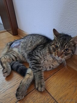 Darujem kocurika - 4