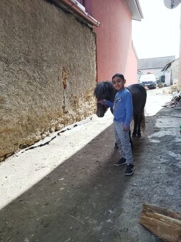 Poník zrebcek - 4