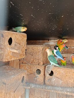 Rozela, agapornis,spevavý, andulky - 4