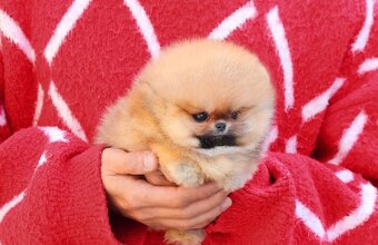 Pomeranian mini - 4