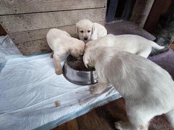 Labradorsky retriver - 4