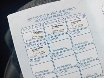 Jack Russell šteniatka - 4