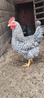 Predám kohútiky liahnute 07/2025 - 4