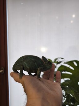 Predám chameleónov jemenských. - 4