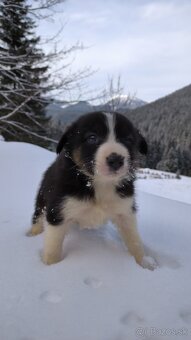 borderkolia - bicolor - tricolor - 4