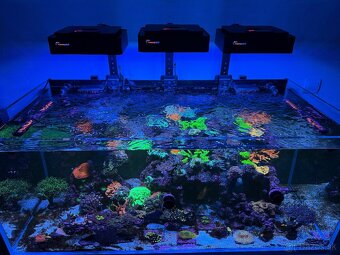 Morské akvárium Blau Set Gran Cubic Super Reef 122 - 4