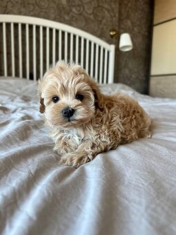 Maltipoo štěňátka - 4