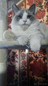 Ragdoll mačiatka - 4