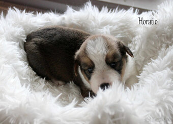 Wels Corgi Cardigen - 4