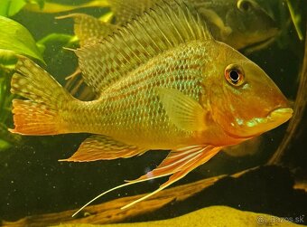 Geophagus - 4