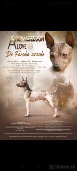 Americký bezsrstý teriér - 4