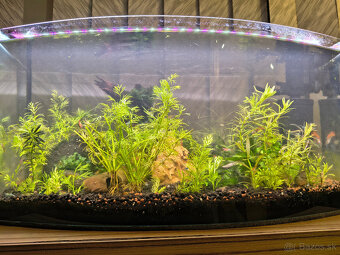 60l akvárium - 4