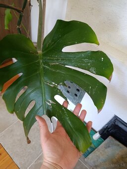 Monstera - 4