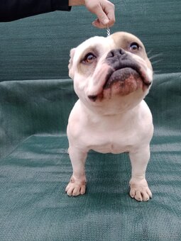 American bully - 4