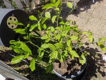 Predam citrus/citronovnik - 4