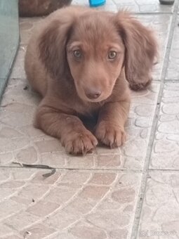 Coko jazvecik - 4