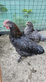 Marans medenokrke cierne a modre - 4
