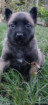 šteniatka belgicky ovčiak/ cross - 4