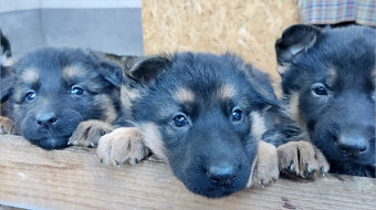 Predám - nemecký ovčiak šteniatka - 4