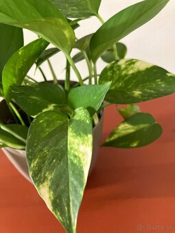 Pothos - 4