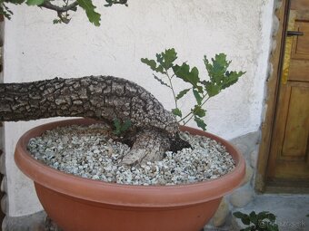 bonsai,bonsaj-DUB 10 - 4