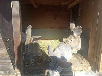 Mladé zajace BO - 4