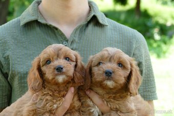 Cavapoo - 4
