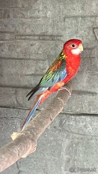 Rozela - 4