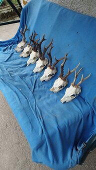 Predám srnčie trofeje parožie, zhody, srnčie. - 4